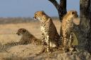 Chitwa Chitwa