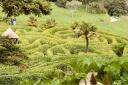 Glendurgan Garden